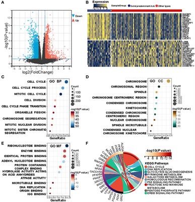 Lung adenocarcinoma: selection of surgical approaches in solid adenocarcinoma from the viewpoint of clinicopathologic features and tumor microenvironmental heterogeneity